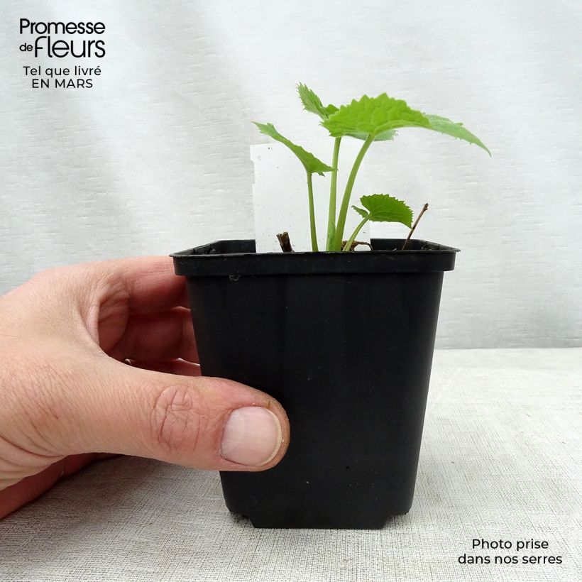 Lunaria rediviva - Lunaria comune Vasetto da 8/9 cm esemplare consegnato in primavera