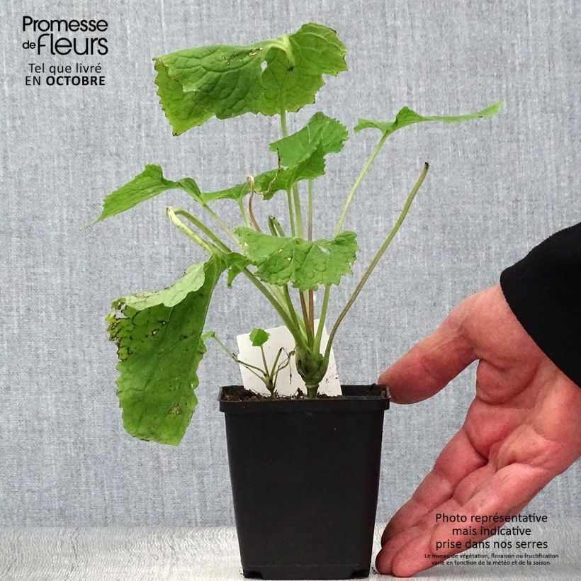Esemplare di Lunaria rediviva - Lunaria comune Vasetto da 8/9 cm come consegnato in autunno