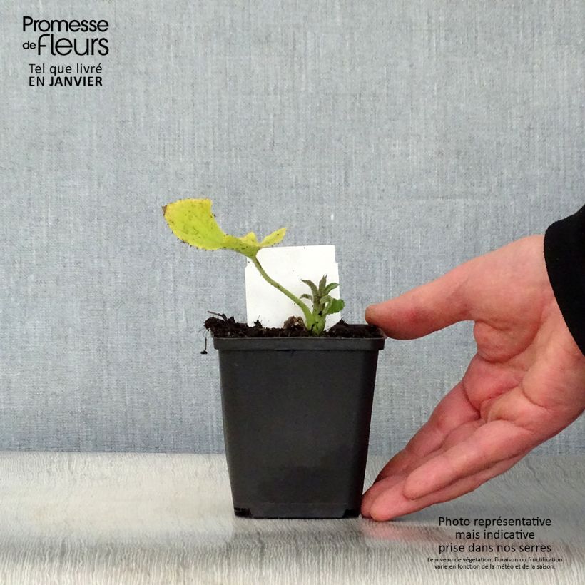 Lunaria rediviva - Lunaria comune Vasetto da 8/9 cm esemplare consegnato in inverno