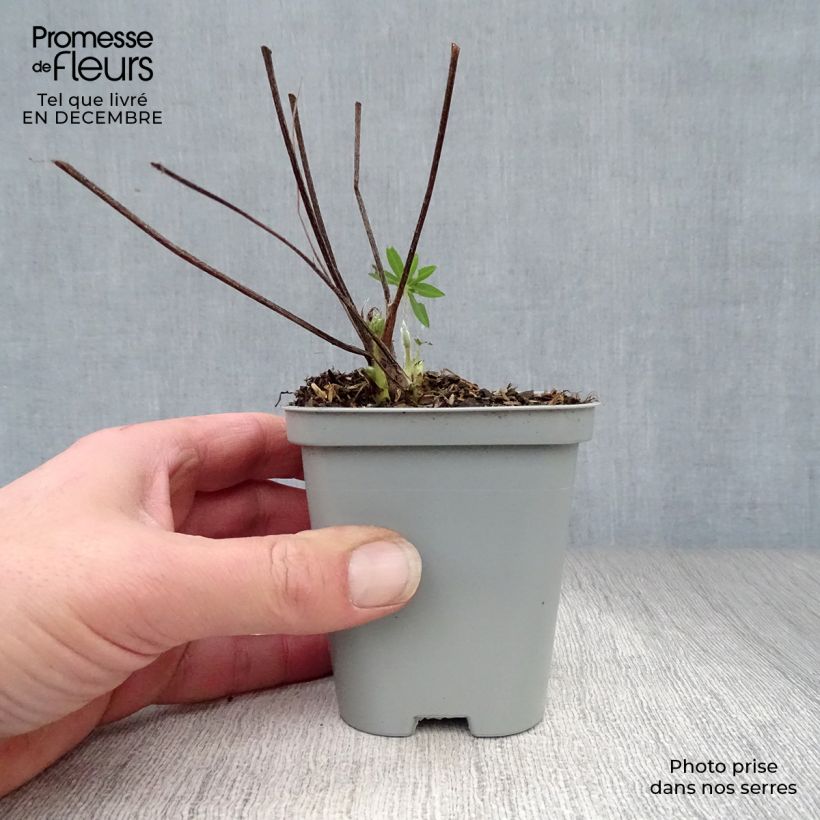 Lupinus Gallery Blue - Lupino Vasetto da 8/9 cm esemplare consegnato in inverno