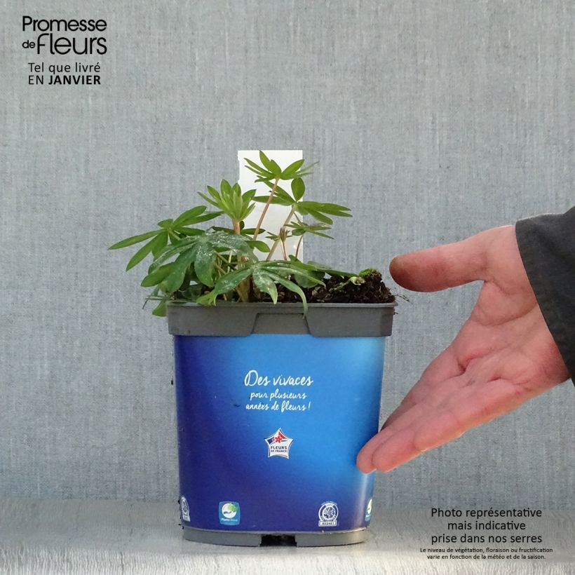 Lupinus Gallery Blue - Lupino Vaso da 2L/3L esemplare consegnato in inverno