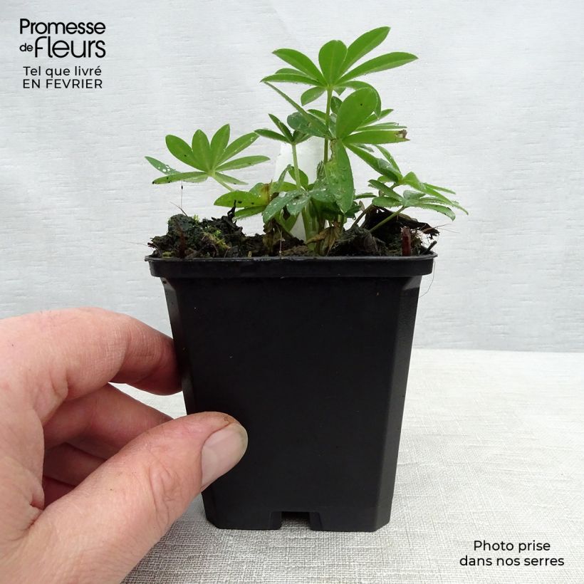 Lupinus Gallery Pink - Lupino Vasetto da 8/9 cm esemplare consegnato in inverno