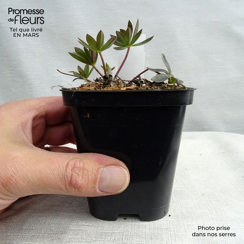 Lupinus Gallery Red - Lupino Vasetto da 8/9 cm esemplare consegnato in inverno