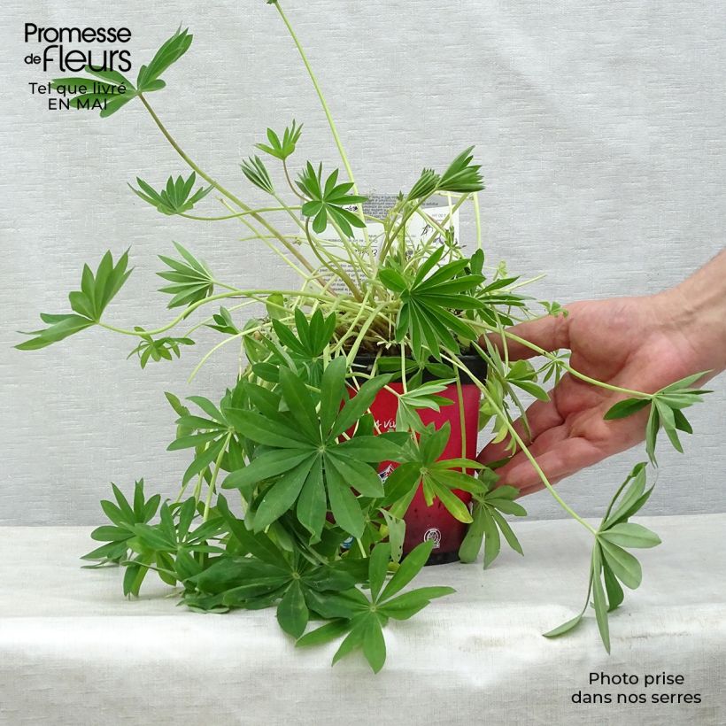 Lupinus Gallery Red - Lupino Vaso da 2L/3L esemplare consegnato in primavera