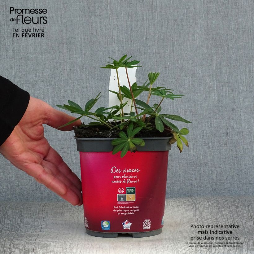 Lupinus Gallery Red - Lupino Vaso da 2L/3L esemplare consegnato in inverno