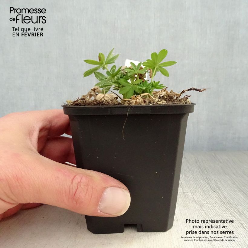 Lupinus Gallery White - Lupino Vasetto da 8/9 cm esemplare consegnato in inverno