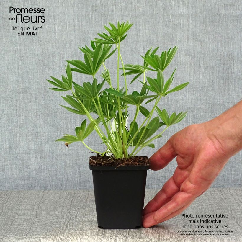 Lupinus Gallery White - Lupino Vasetto da 8/9 cm esemplare consegnato in primavera