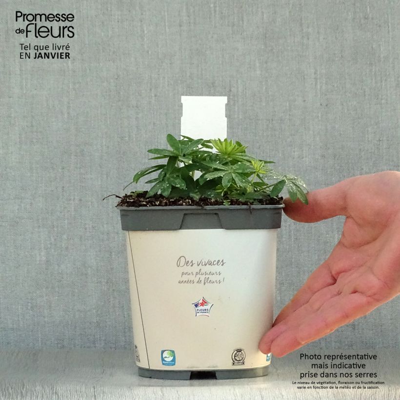 Lupinus Gallery White - Lupino Vaso da 2L/3L esemplare consegnato in inverno