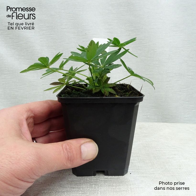 Lupinus Gallery Yellow - Lupino Vasetto da 8/9 cm esemplare consegnato in inverno