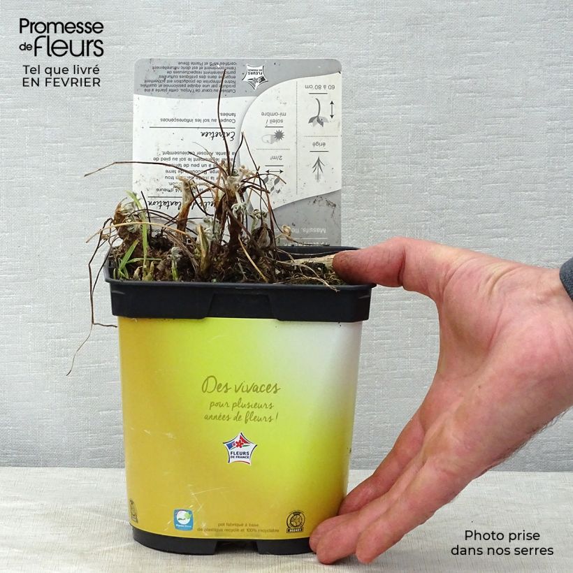 Lupinus Gallery Yellow - Lupino Vaso da 2L/3L esemplare consegnato in inverno