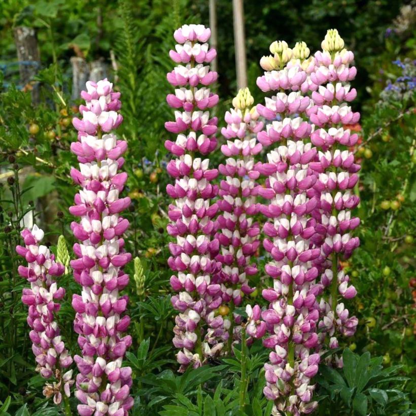 Lupinus The Châtelaine - Lupino (Fioritura)