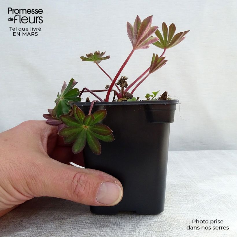 Lupinus The Châtelaine - Lupino Vasetto da 7/8 cm esemplare consegnato in primavera