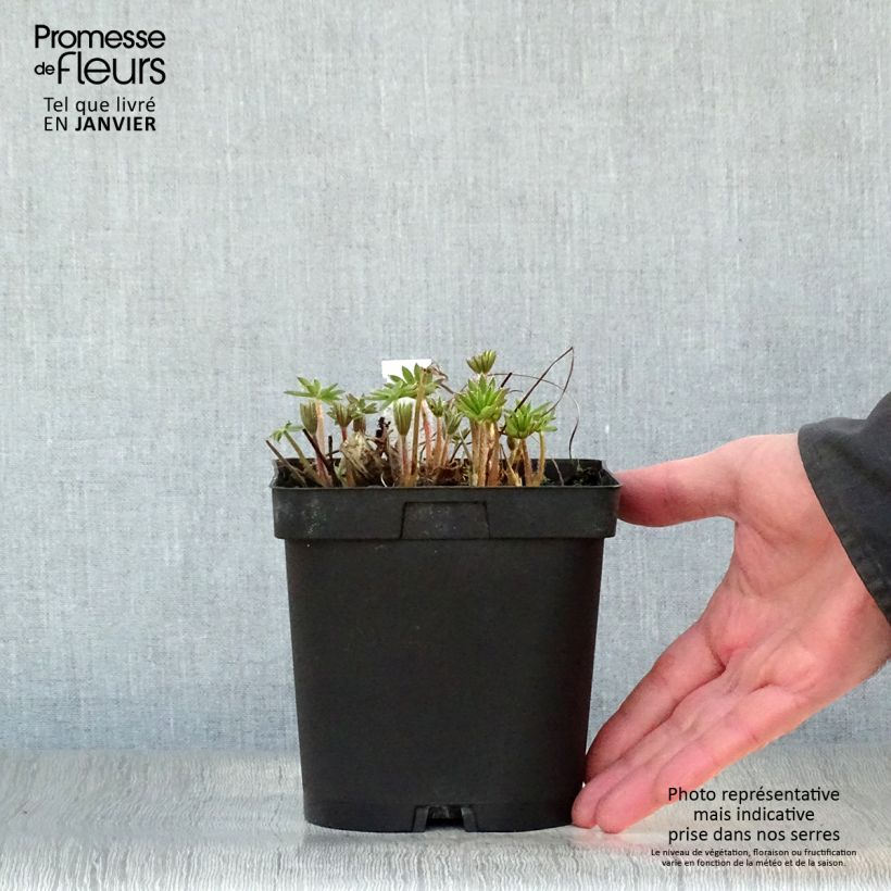 Lupinus The Châtelaine - Lupino Vaso da 2L/3L esemplare consegnato in inverno