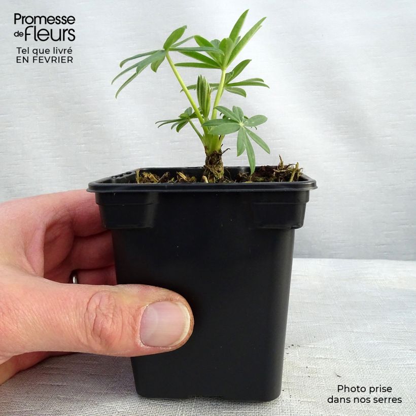 Lupinus Noblemaiden - Lupino Vasetto da 7/8 cm esemplare consegnato in inverno