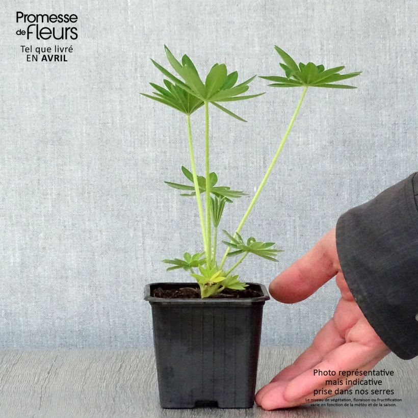 Lupinus Noblemaiden - Lupino Vasetto da 7/8 cm esemplare consegnato in primavera