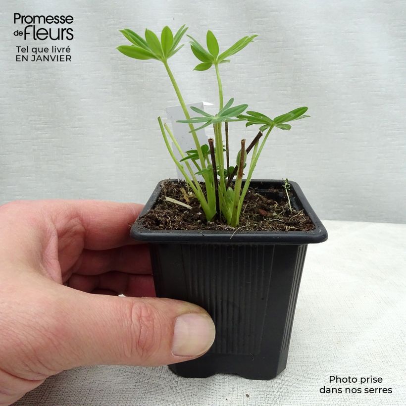 Lupinus Chandelier - Lupino Vasetto da 7/8 cm esemplare consegnato in inverno
