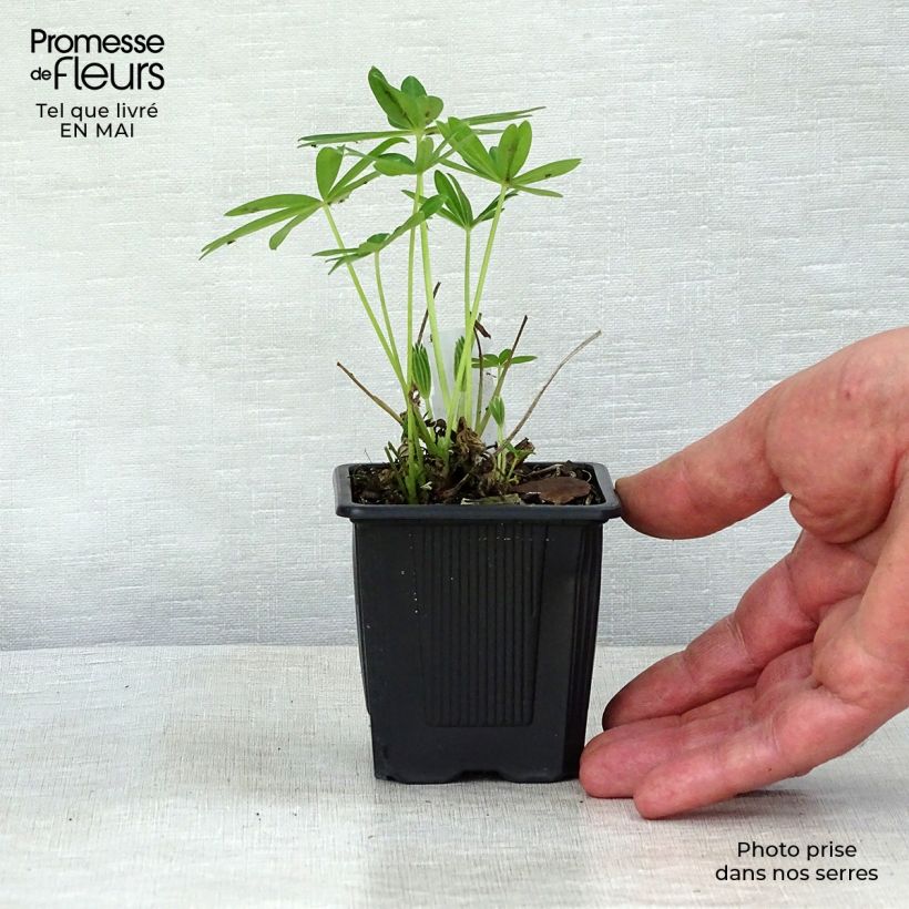 Lupinus Chandelier - Lupino Vasetto da 7/8 cm esemplare consegnato in primavera