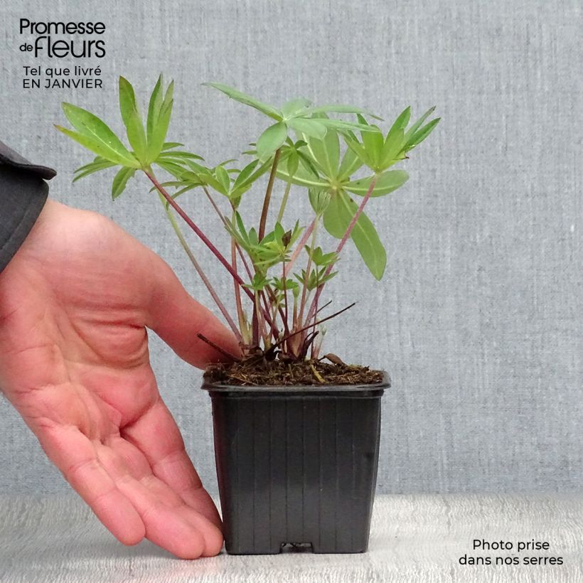 Lupinus The Governor - Lupino Vasetto da 7/8 cm esemplare consegnato in inverno