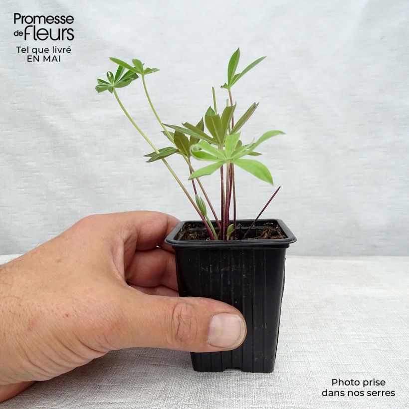 Lupinus The Governor - Lupino Vasetto da 7/8 cm esemplare consegnato in primavera