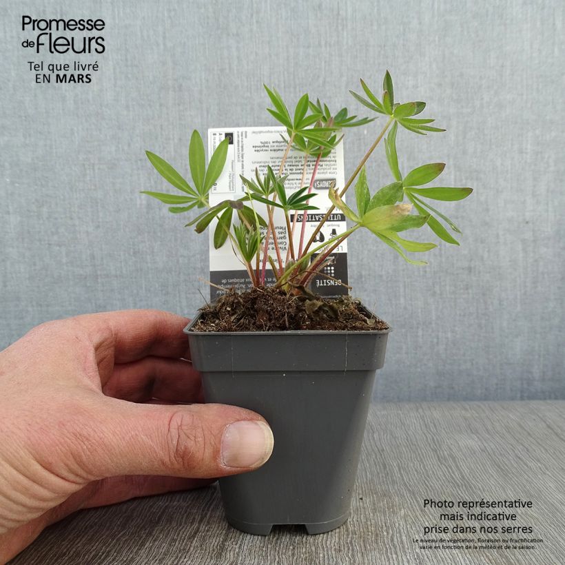 Lupinus Minaret - Lupino Vasetto da 8/9 cm esemplare consegnato in inverno