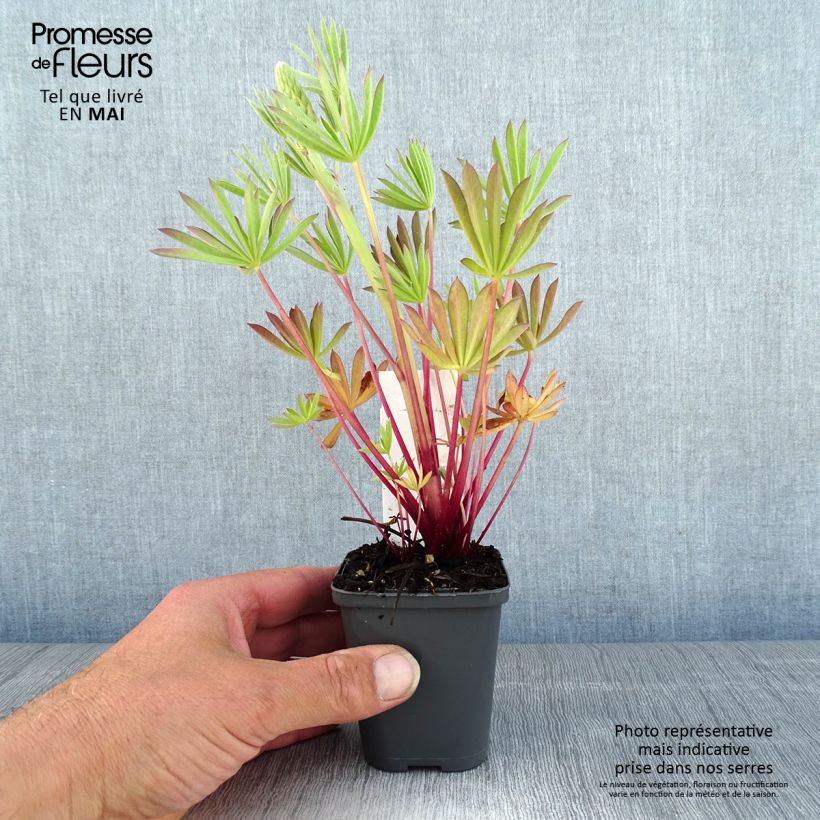 Lupinus Minaret - Lupino Vasetto da 8/9 cm esemplare consegnato in primavera