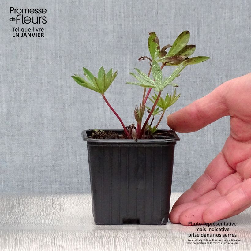 Lupinus My Castle - Lupino Vasetto da 7/8 cm esemplare consegnato in inverno