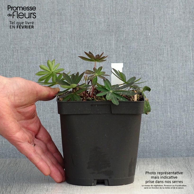 Lupinus My Castle - Lupino Vaso da 2L/3L esemplare consegnato in inverno