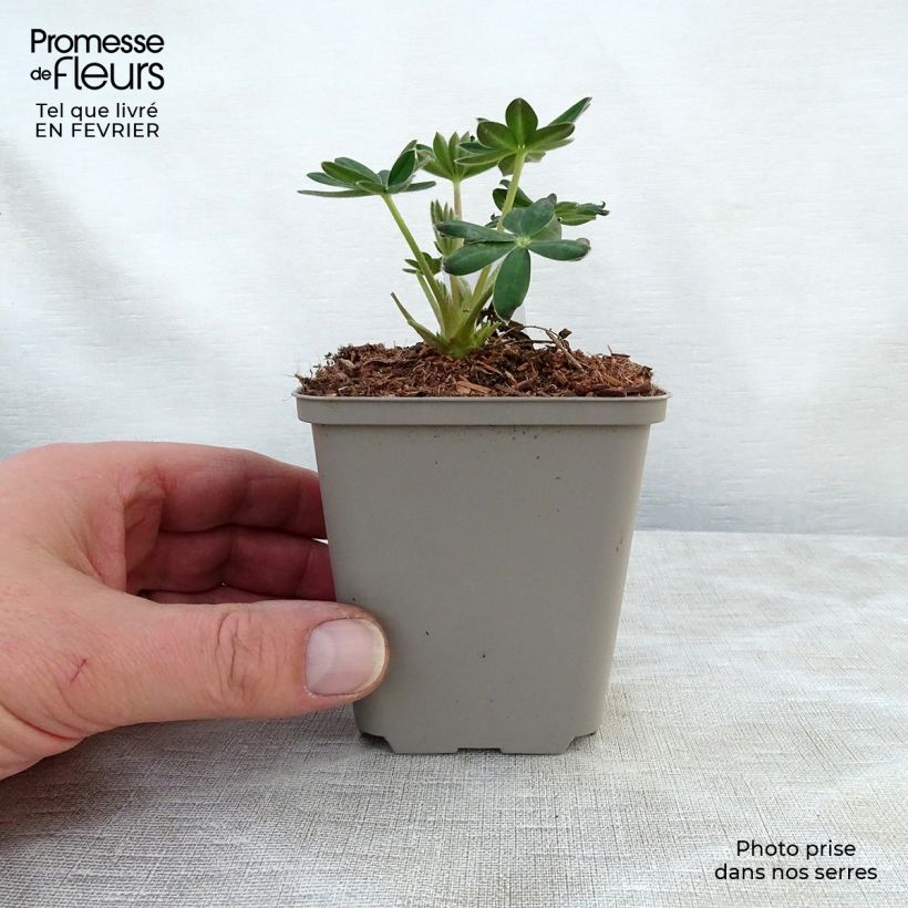 Lupinus Masterpiece - Lupino Vasetto da 8/9 cm esemplare consegnato in inverno