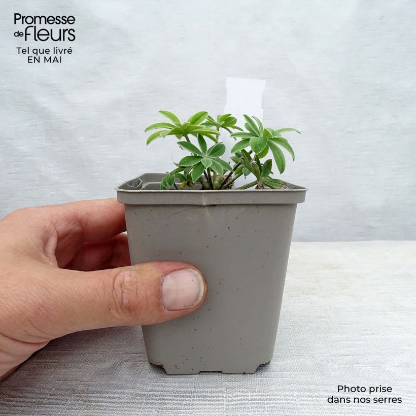 Lupinus Masterpiece - Lupino Vasetto da 8/9 cm esemplare consegnato in primavera