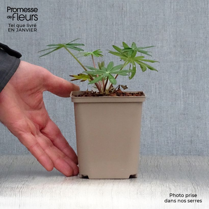 Lupinus West Country Red Rum - Lupino Vaso da Ø 10 cm/11 cm esemplare consegnato in inverno