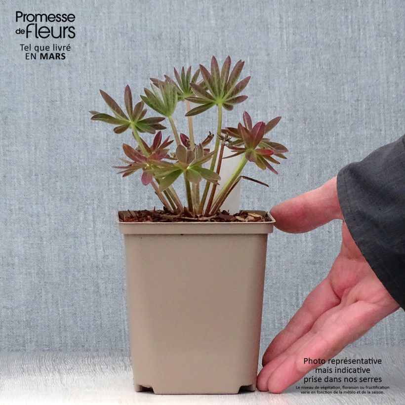 Lupinus West Country Salmon Star - Lupino Vaso da Ø 10 cm/11 cm esemplare consegnato in primavera