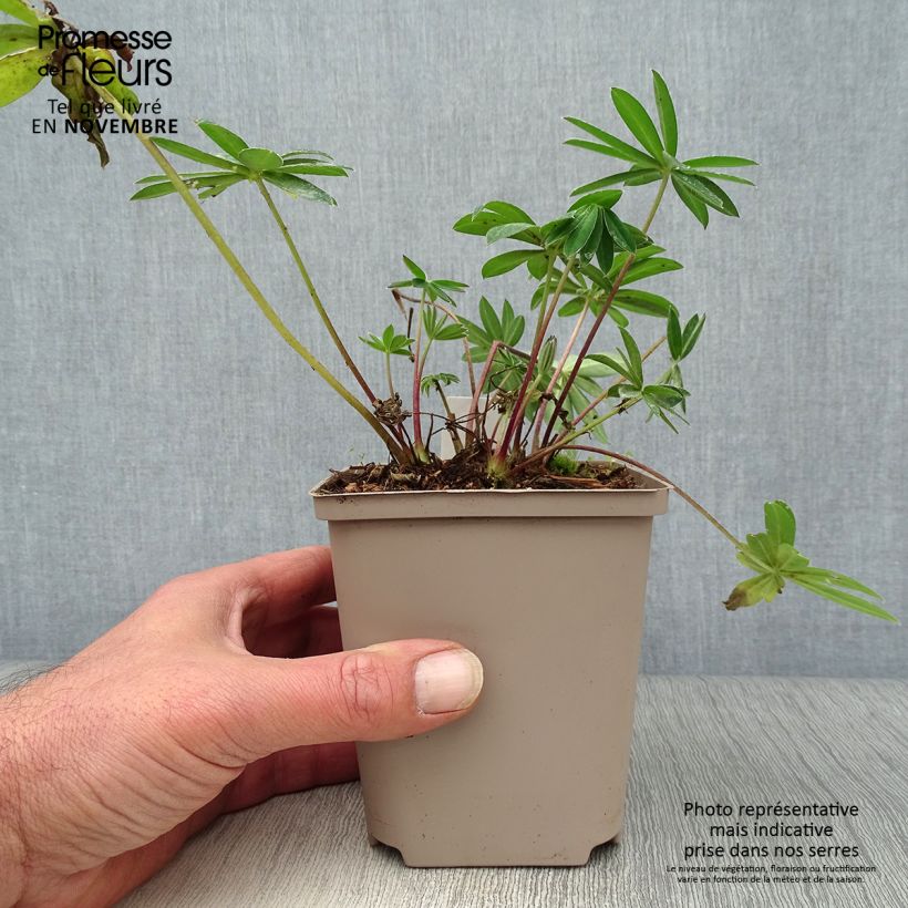 Esemplare di Lupinus West Country Tequila Flame - Lupino Vaso da Ø 10 cm/11 cm come consegnato in autunno