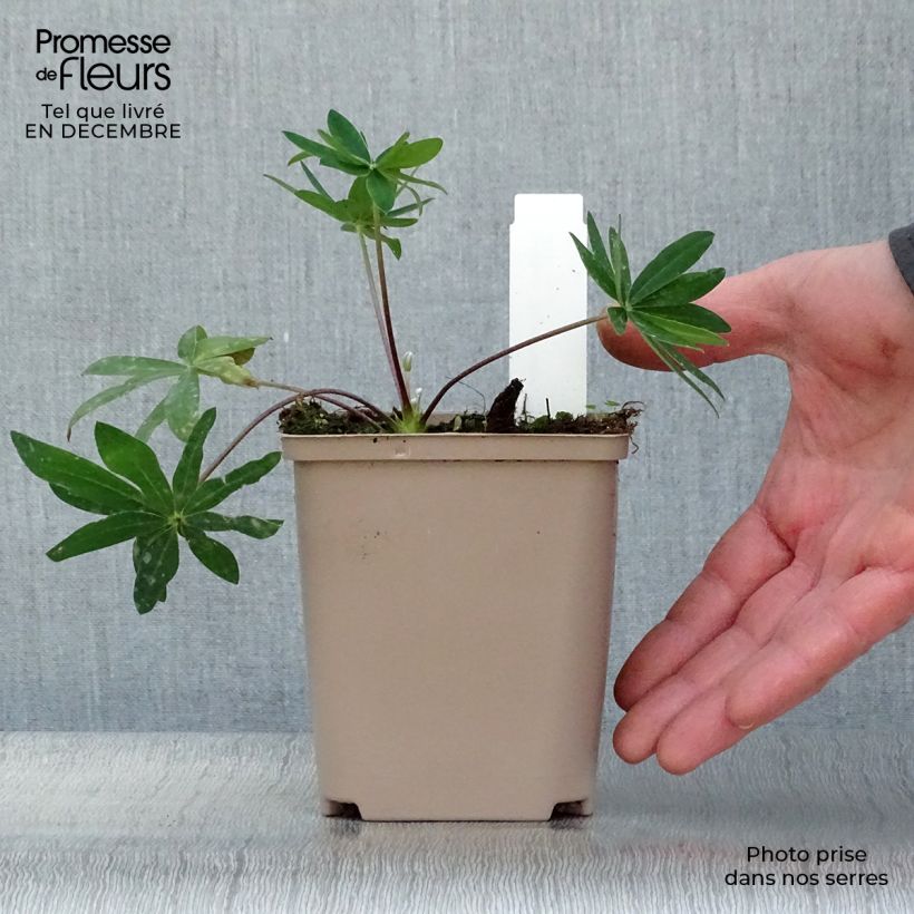 Lupinus West Country Tequila Flame - Lupino Vaso da Ø 10 cm/11 cm esemplare consegnato in inverno