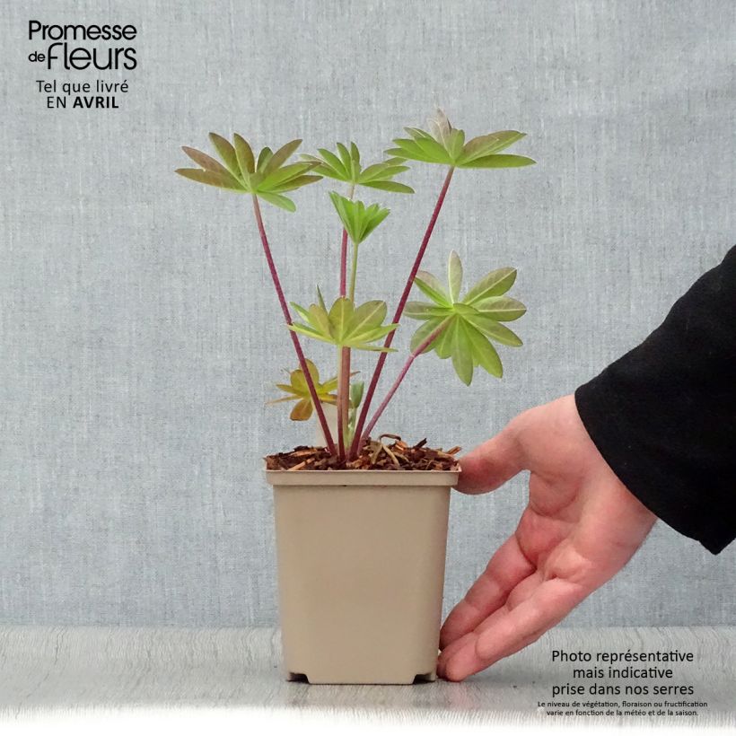 Lupinus West Country Tequila Flame - Lupino Vaso da Ø 10 cm/11 cm esemplare consegnato in primavera