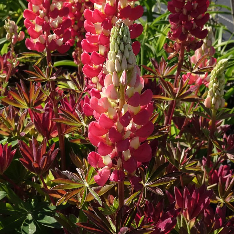 Lupinus West Country Tequila Flame - Lupino (Fioritura)
