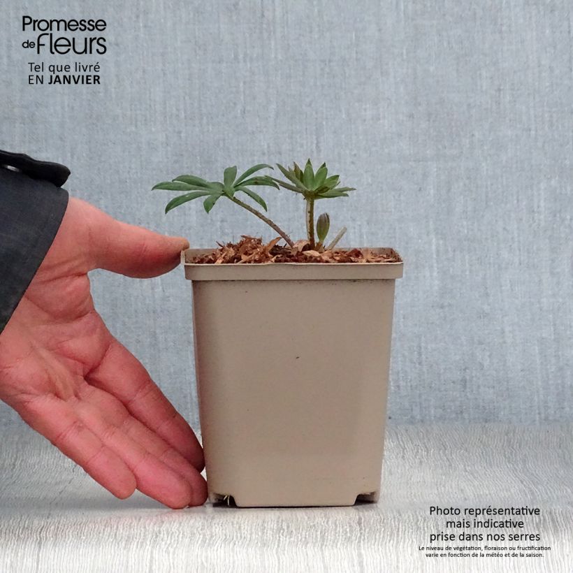 Lupinus West Country Terracotta - Lupino Vaso da Ø 10 cm/11 cm esemplare consegnato in inverno