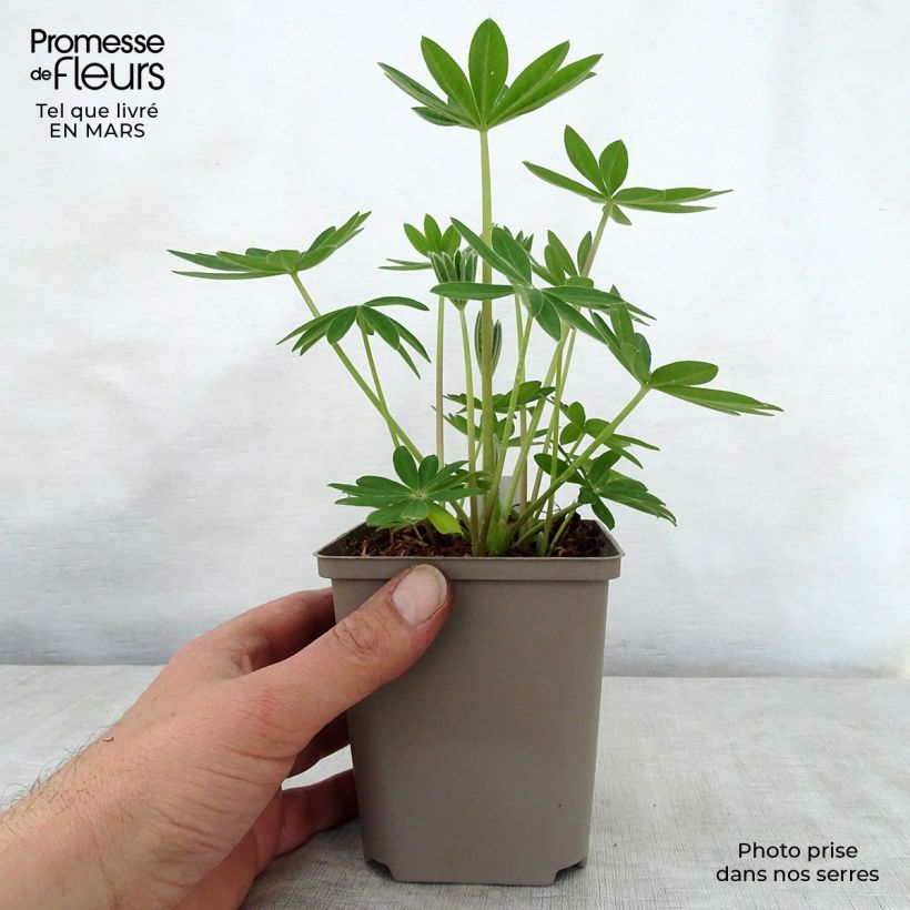 Lupinus West Country Terracotta - Lupino Vaso da Ø 10 cm/11 cm esemplare consegnato in primavera