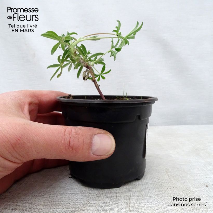 Lupinus arboreus - Lupino Vasetto da 7/8 cm esemplare consegnato in primavera