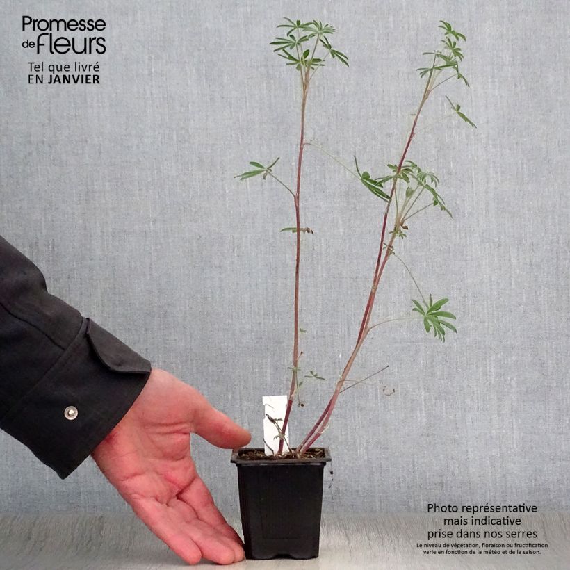 Lupinus arboreus - Lupino Vasetto da 7/8 cm esemplare consegnato in inverno