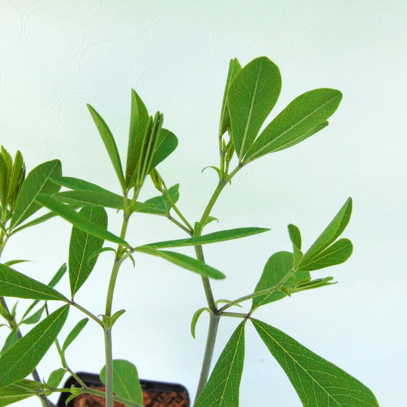Baptisia Purple Smoke - Indaco falso (Fogliame)