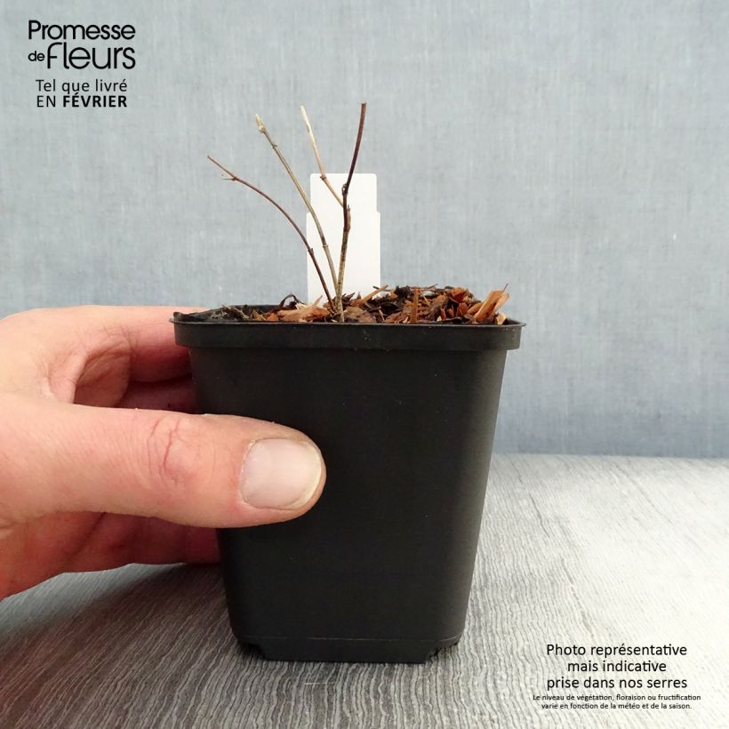 Baptisia Purple Smoke - Indaco falso Vasetto da 8/9 cm esemplare consegnato in inverno