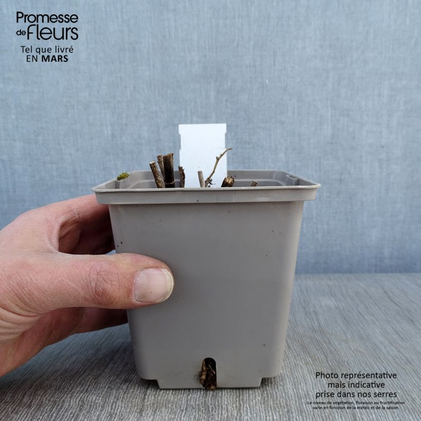 Baptisia Purple Smoke - Indaco falso Vaso da 1L/1,5L esemplare consegnato in inverno