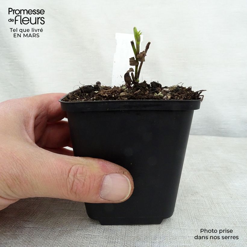 Baptisia Twilight Prairie Blues - Indaco falso Vasetto da 8/9 cm esemplare consegnato in primavera