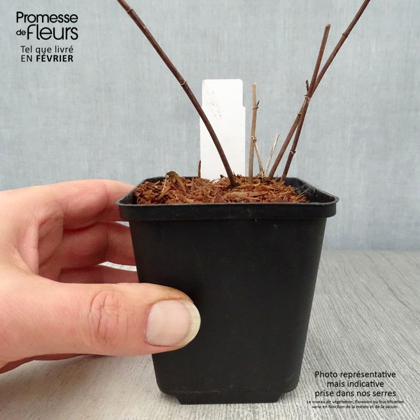 Baptisia Twilight Prairie Blues - Indaco falso Vasetto da 8/9 cm esemplare consegnato in inverno