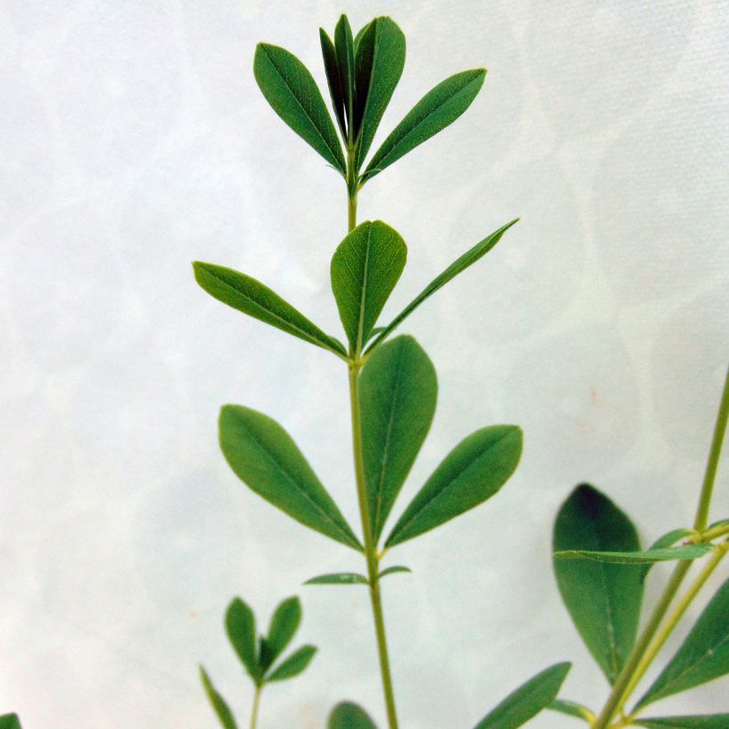 Baptisia australis Alba - Indaco falso bianca (Fogliame)