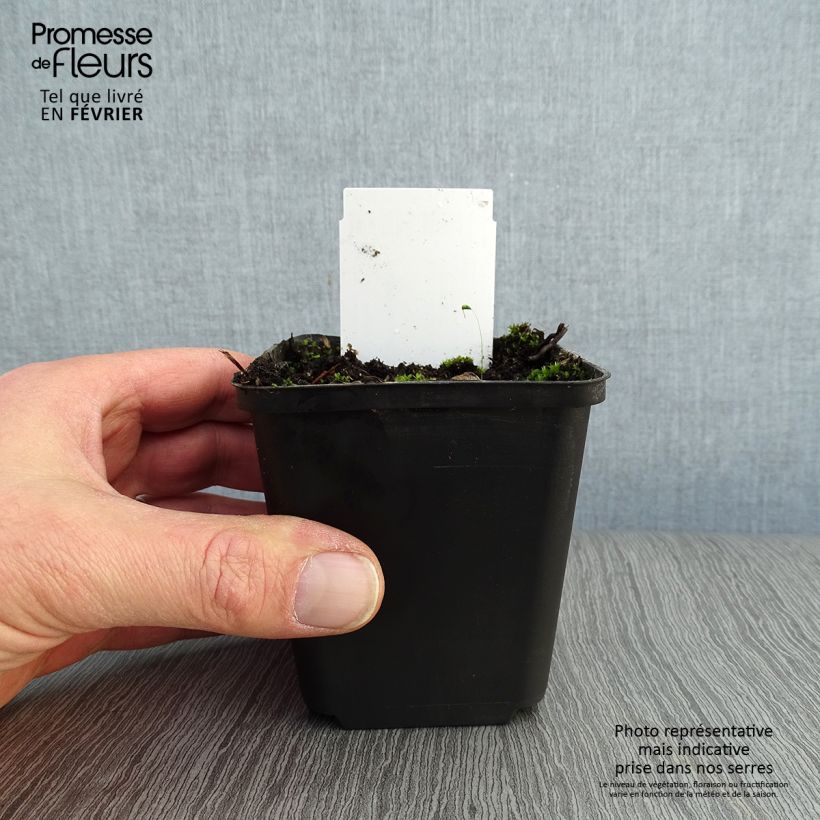 Baptisia australis - Indaco falso blu Vasetto da 8/9 cm esemplare consegnato in inverno