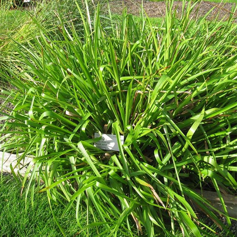 Luzula sylvatica - Erba lucciola a foglie larghe (Porto)