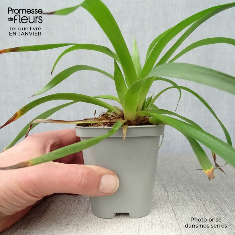 Luzula sylvatica - Erba lucciola a foglie larghe Vasetto da 8/9 cm esemplare consegnato in inverno