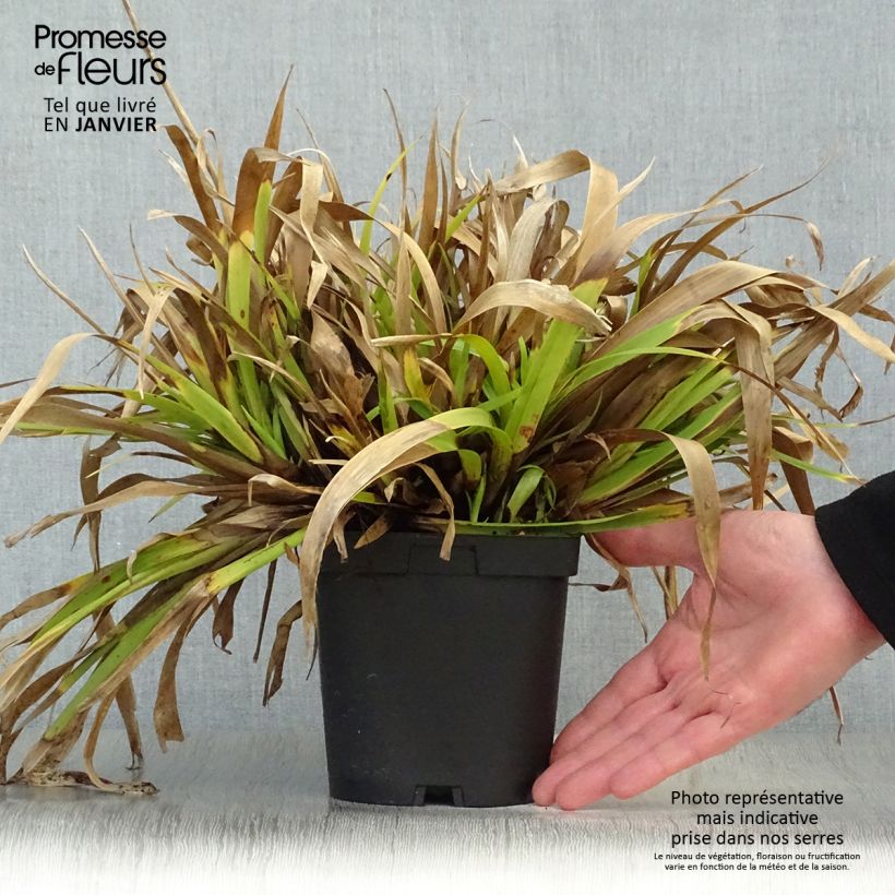 Luzula sylvatica - Erba lucciola a foglie larghe Vaso da 2L/3L esemplare consegnato in inverno