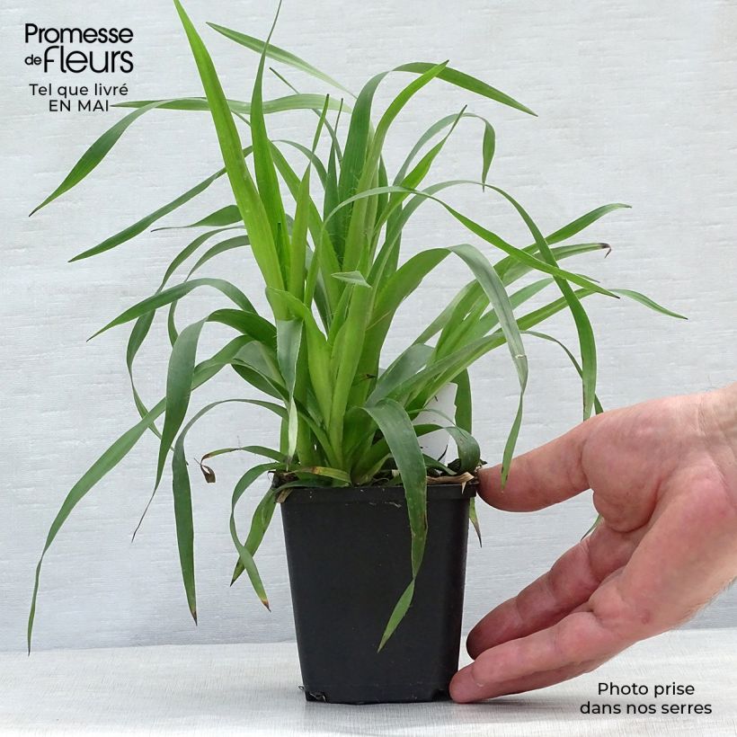 Luzula sylvatica - Erba lucciola a foglie larghe Vasetto da 8/9 cm esemplare consegnato in primavera